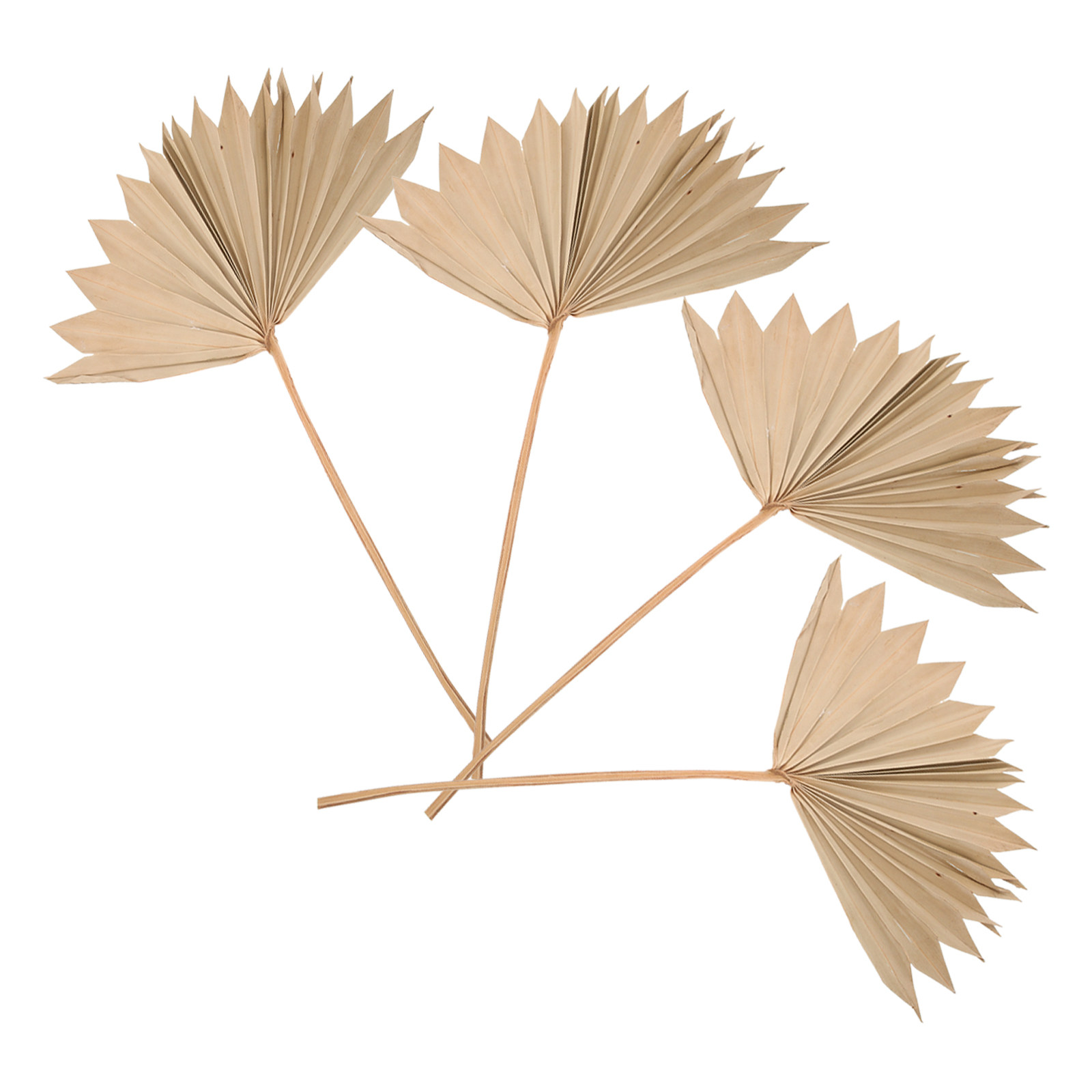 Palm Leaf Dried - 4Pcs Dried Palm Leaf Ornament Vivid