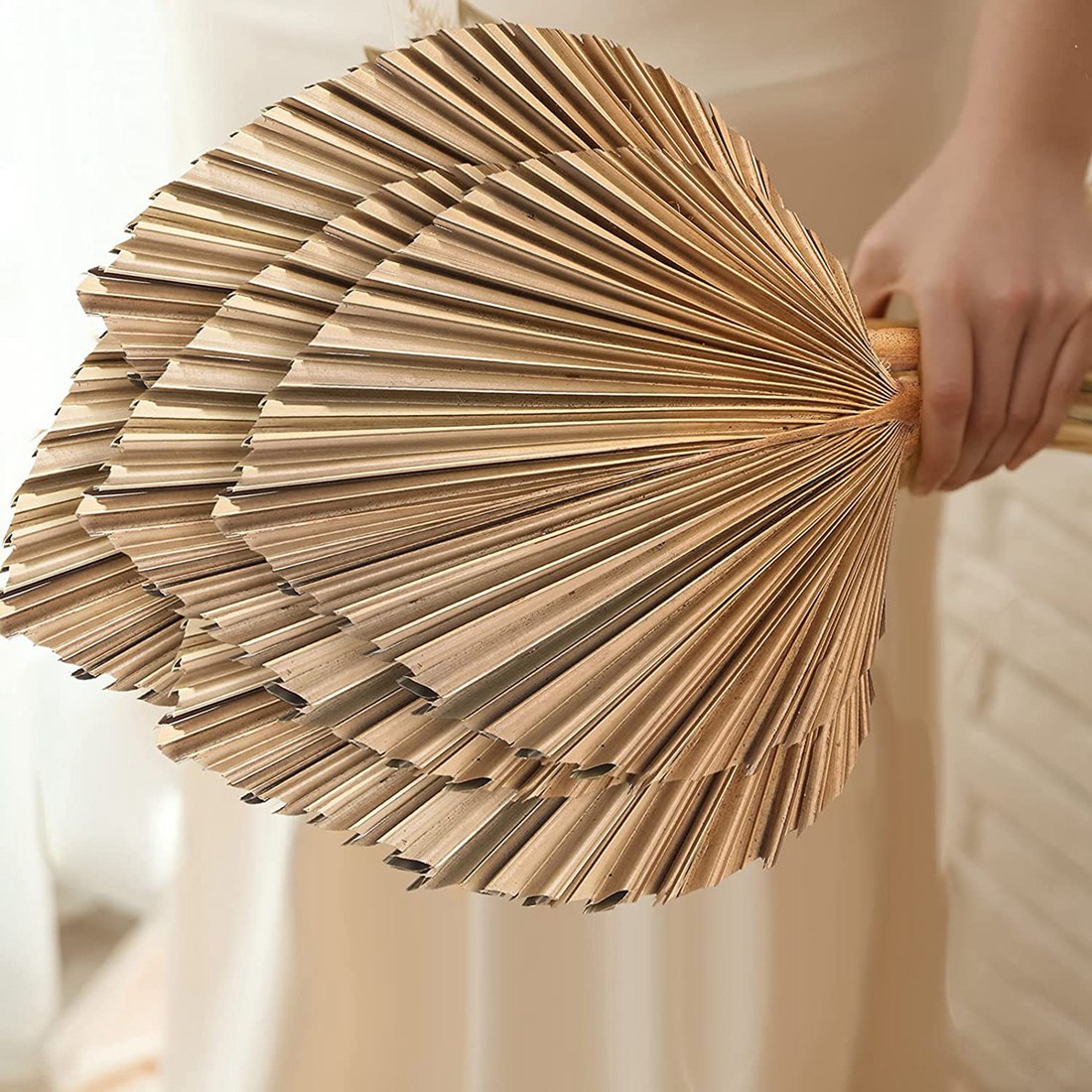 5Pcs Natural Dried Palm Leaves - Palm Leaf Dried review and price