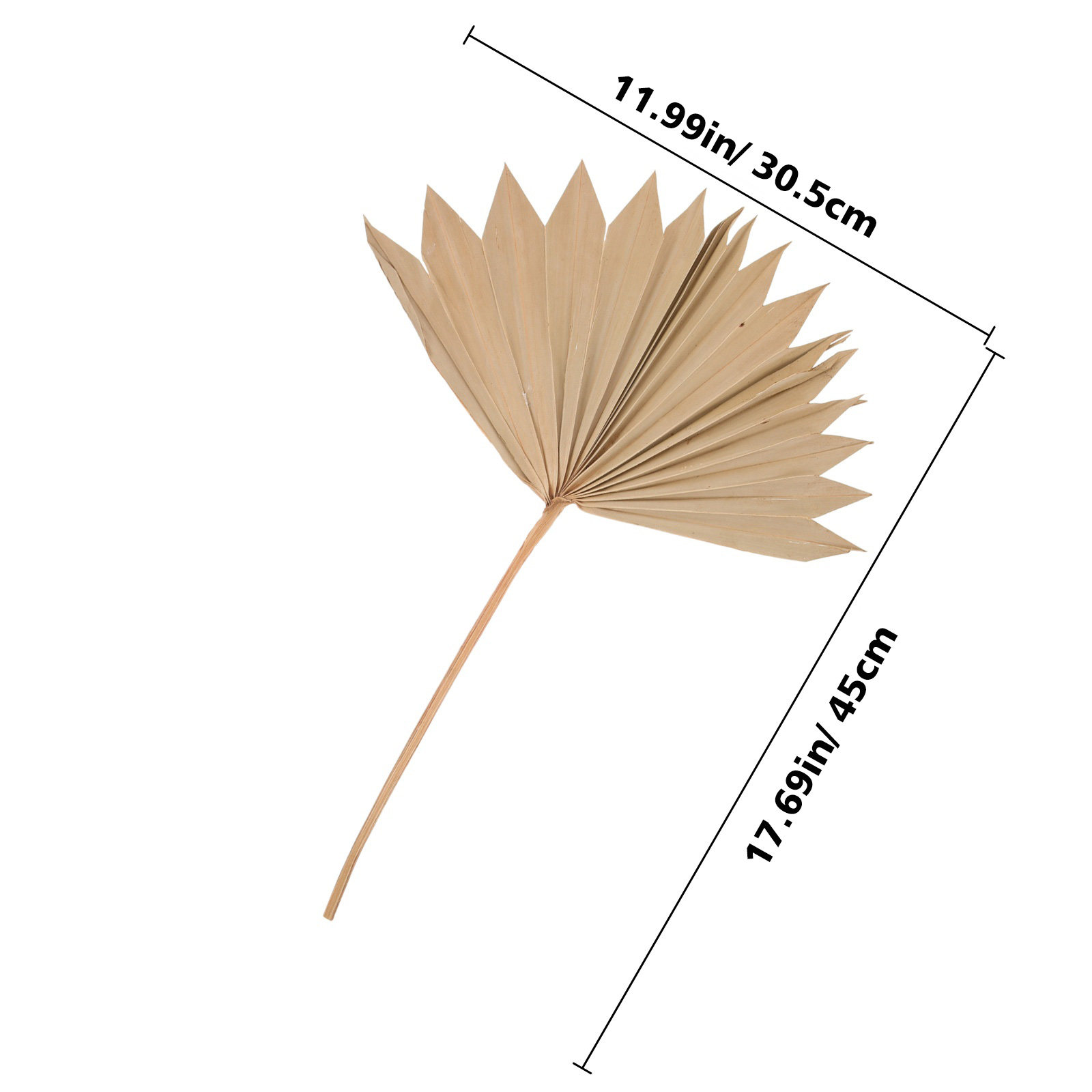 4Pcs Dried Palm Leaf Decor Nat - Palm Leaf Dried review and price