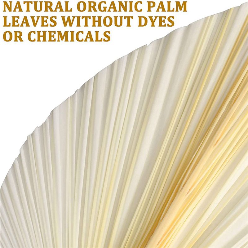 Large White Dried Palm Leaves  - Palm Leaf Dried review and price